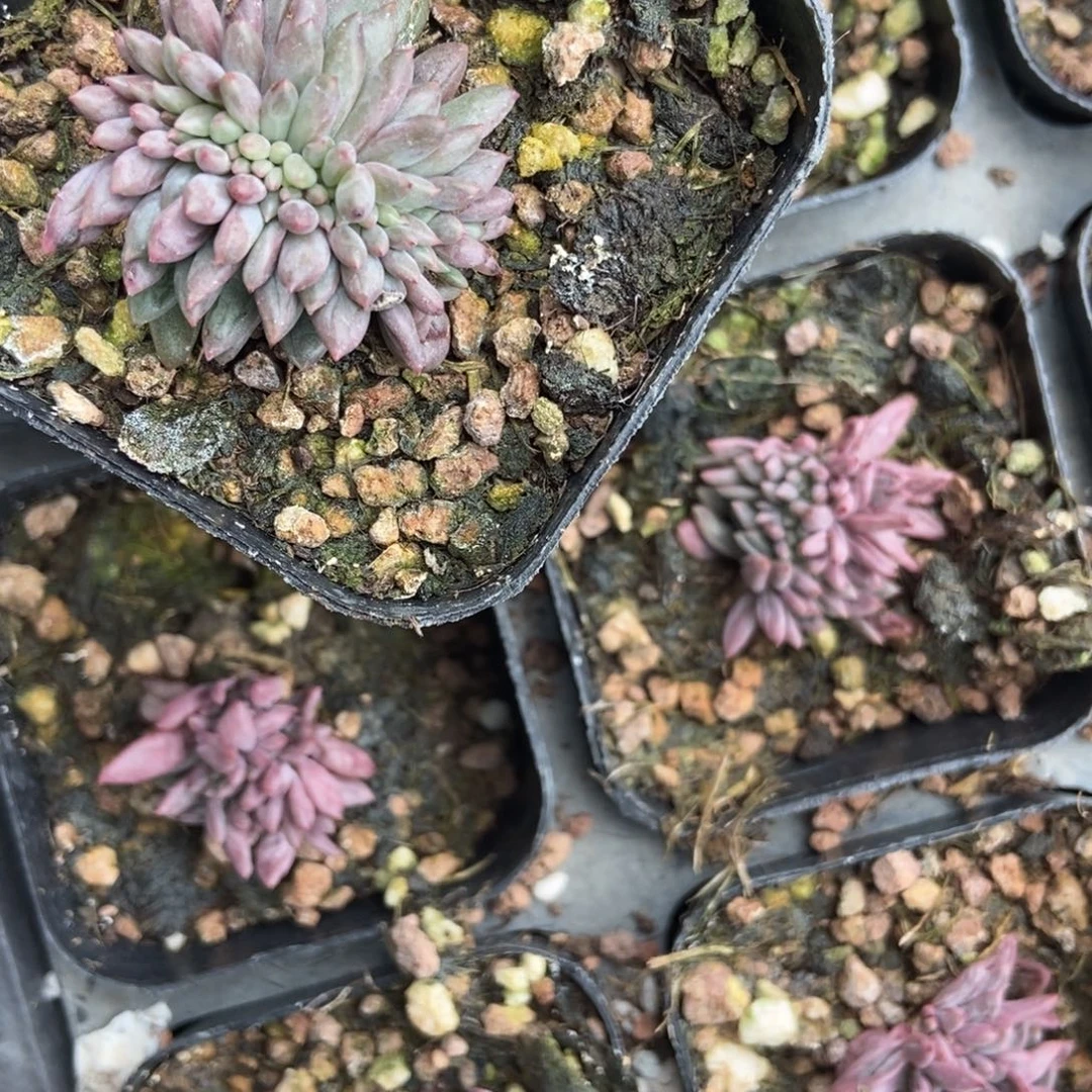 1025车厘子缀多肉植物
