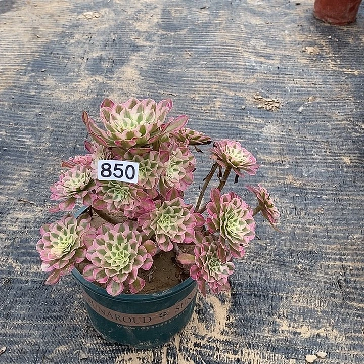 850，红铜白多肉法师多肉法师