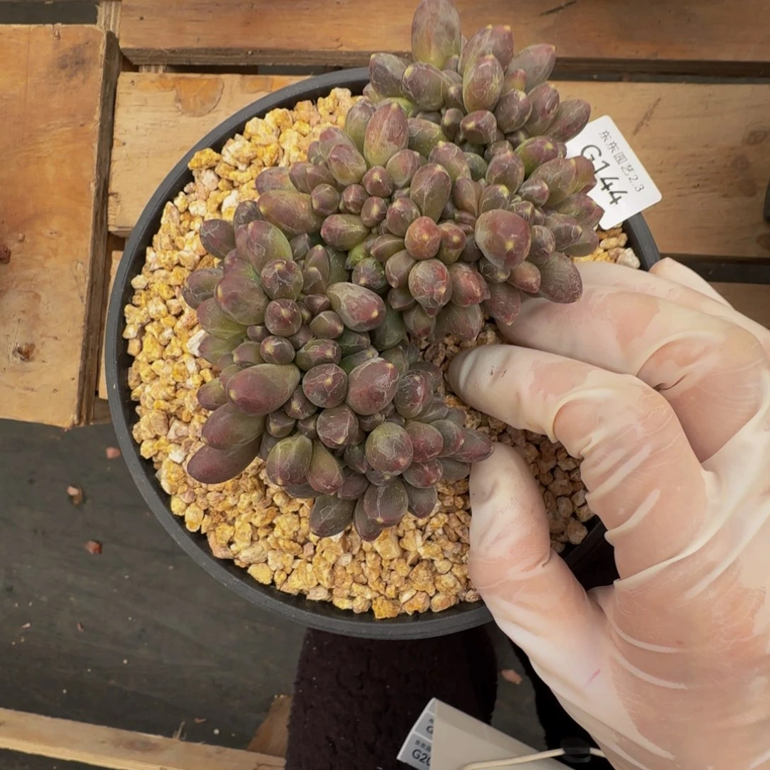 g g g g g g g g 144