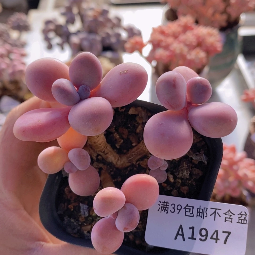 腰子桃蛋5cm1947多肉植物