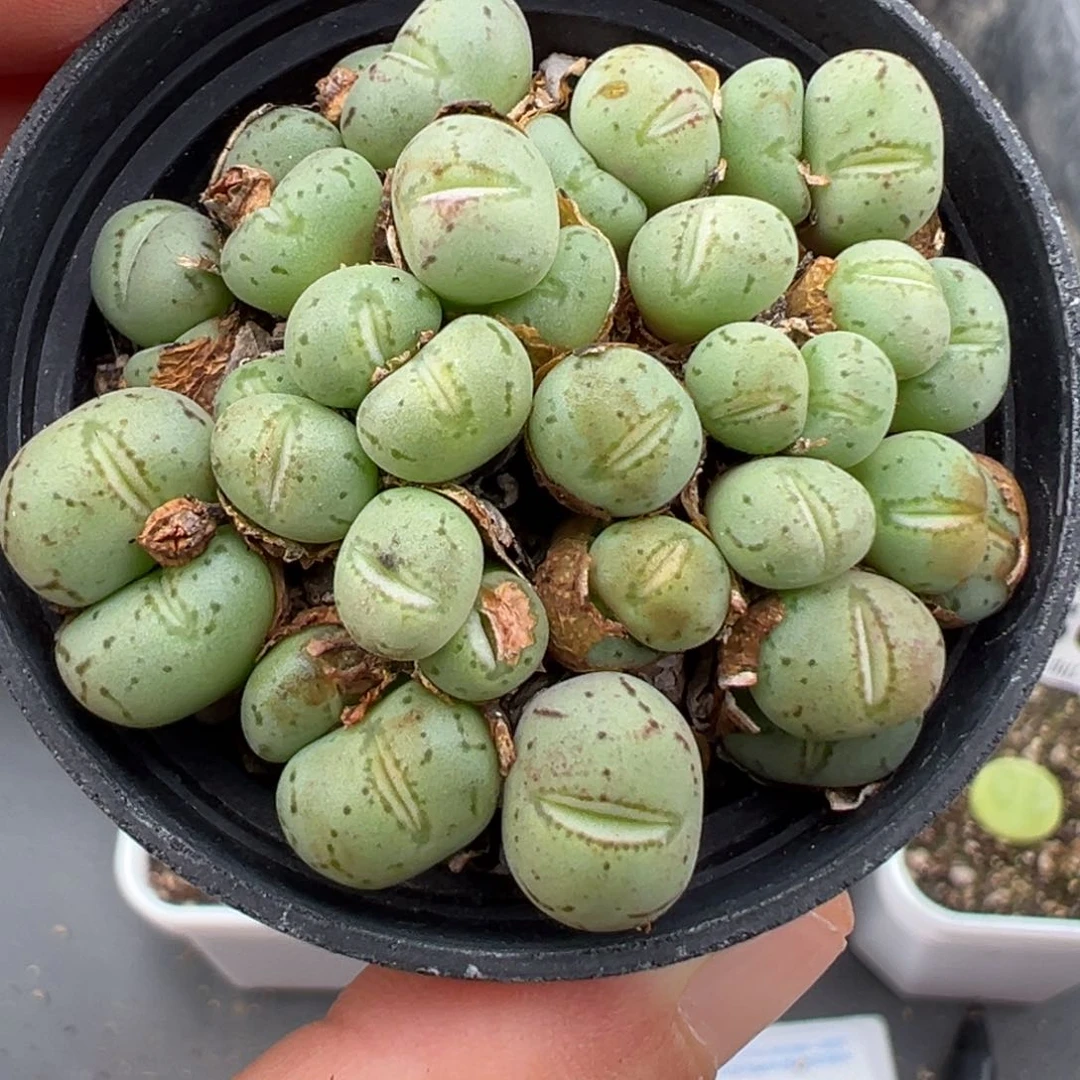 7.14好看的多肉脱土发货488