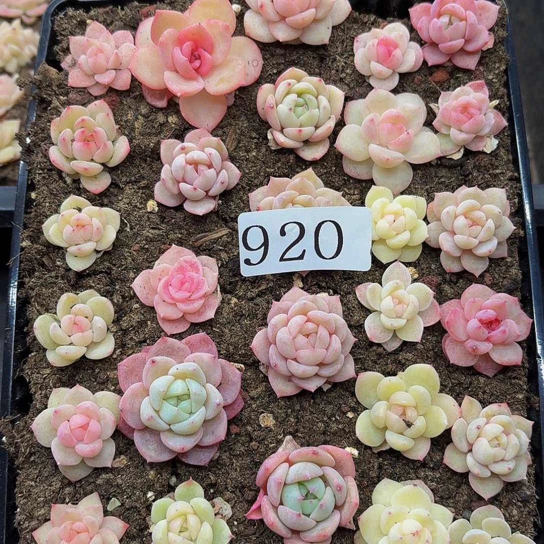 多肉植物多肉植物920