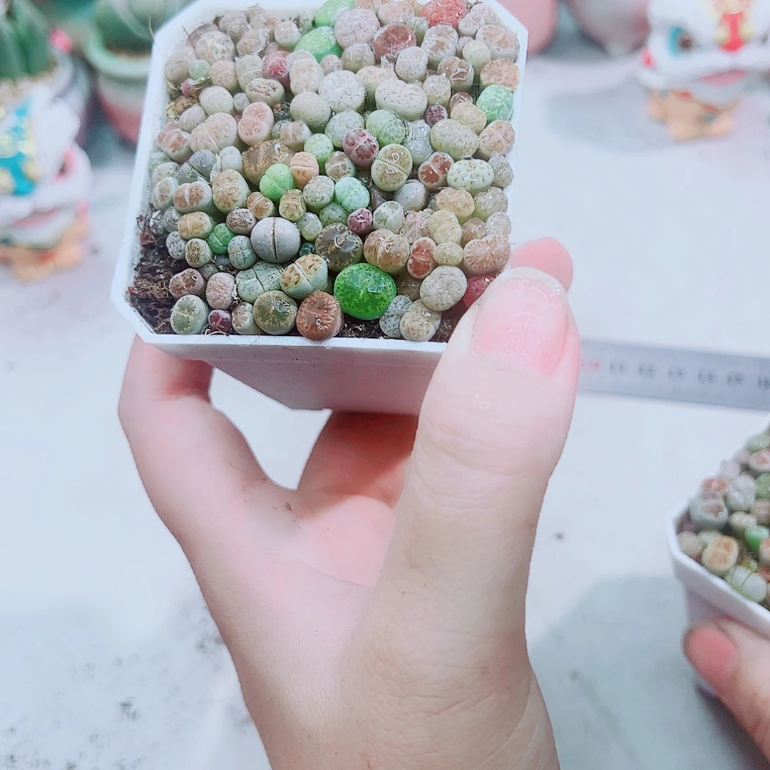 生石花多肉植物1盆