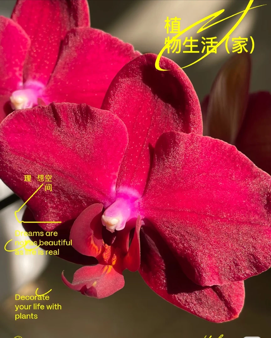 【拉菲】蝴蝶兰苗子叶片瑕疵不售后3.0杯带花剑欧品丝绒质感精品苗