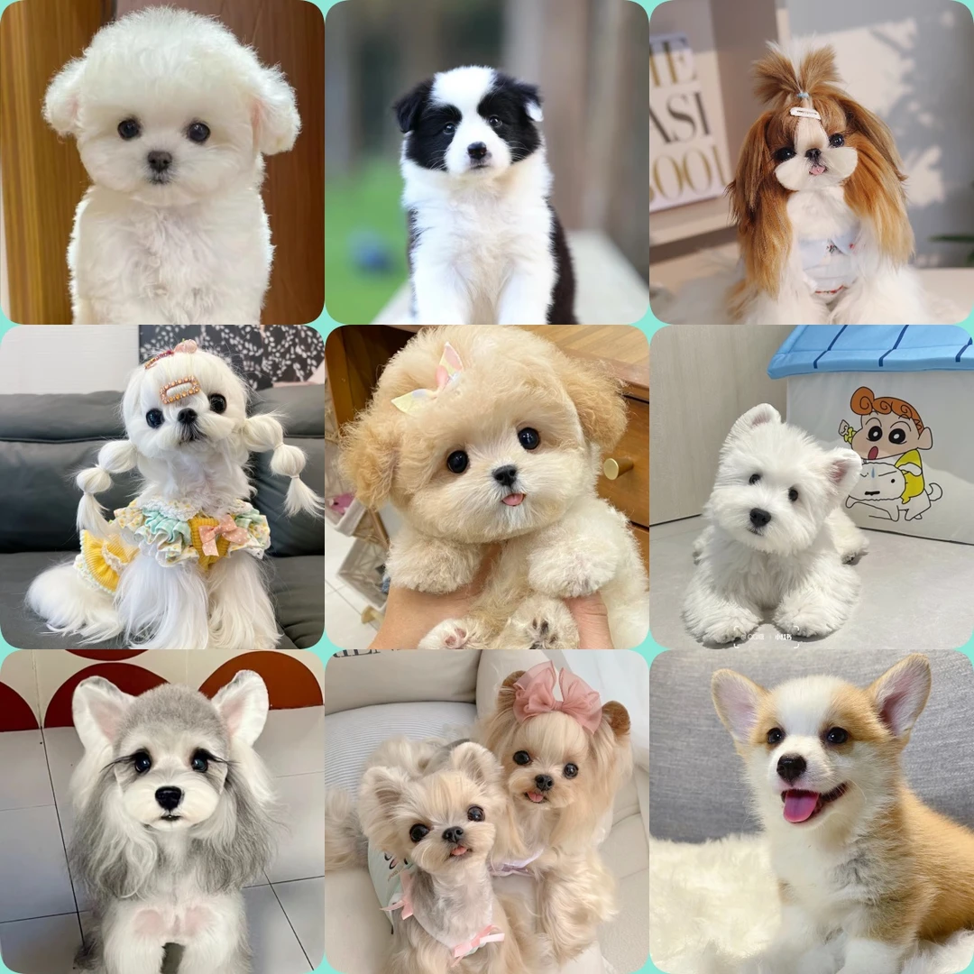 赣州精灵宠社狗狗活体宠物通用链接