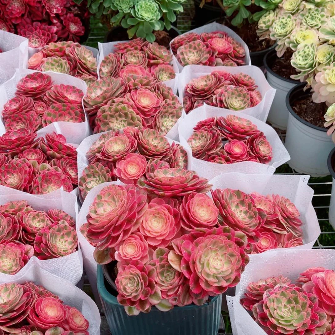 模特倾城小号量拍多肉法师一个（带盆带土发货）