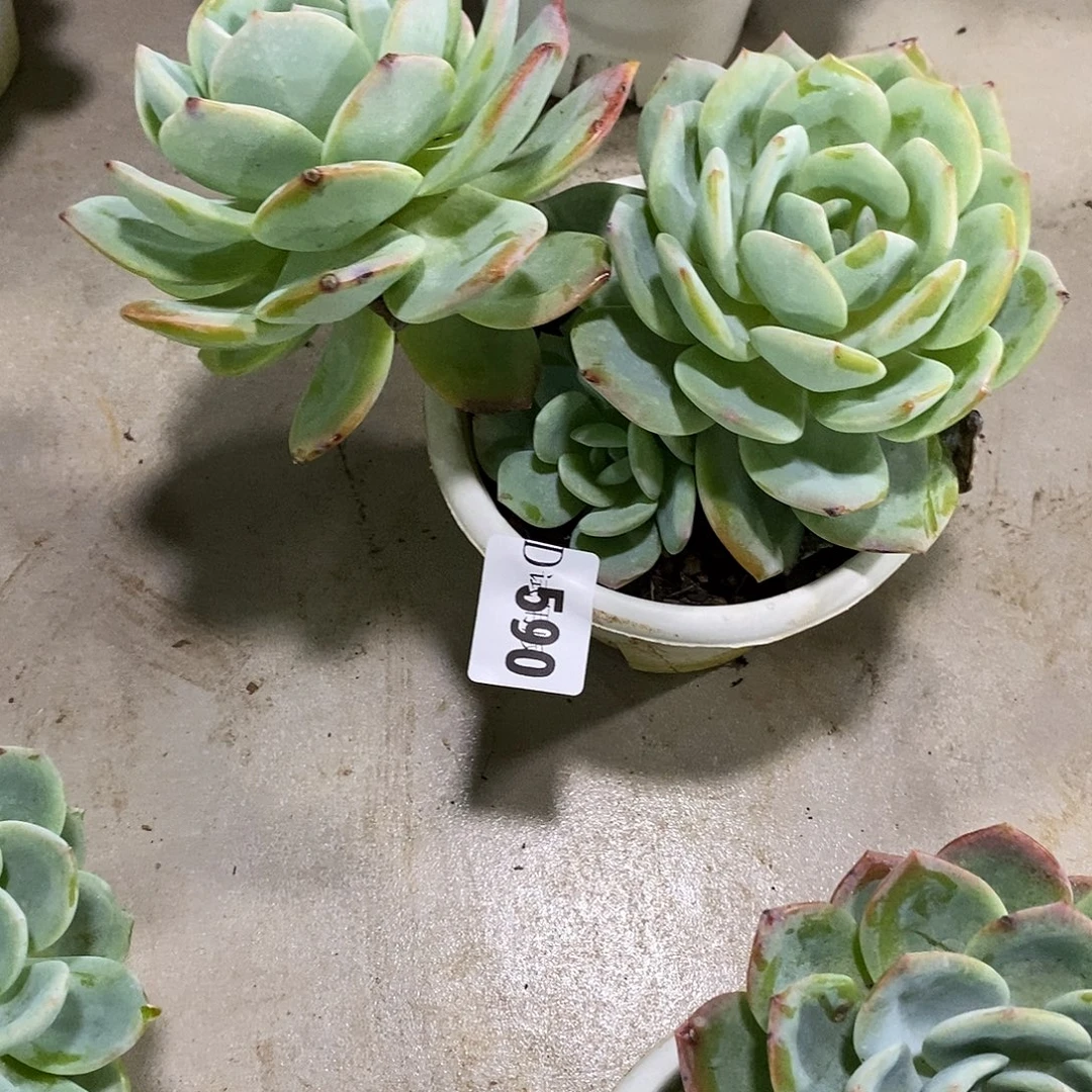 闫***590凤橙多肉植物多肉