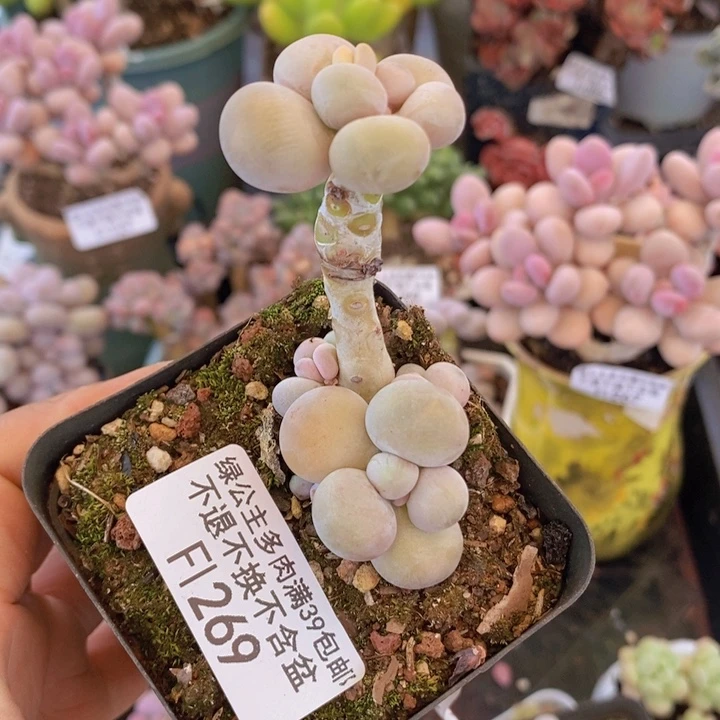 原始奶269多肉植物