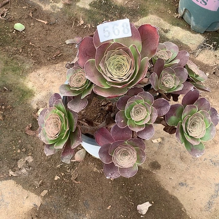 多肉植物魅金568号