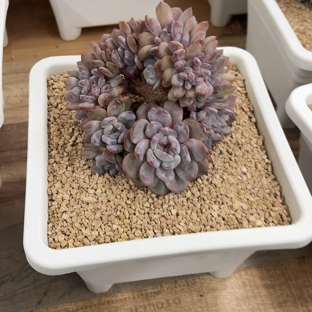 风***姐14.008星影树缀32区多肉