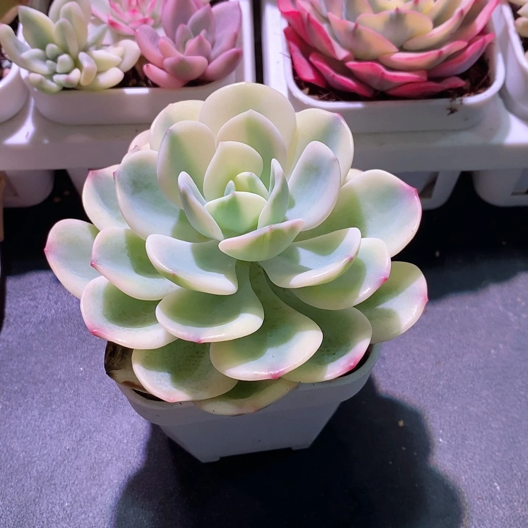 白月光锦多肉植物老桩