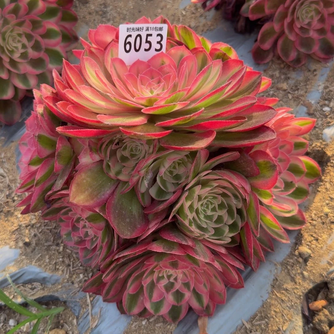 6053倾城。多肉植物