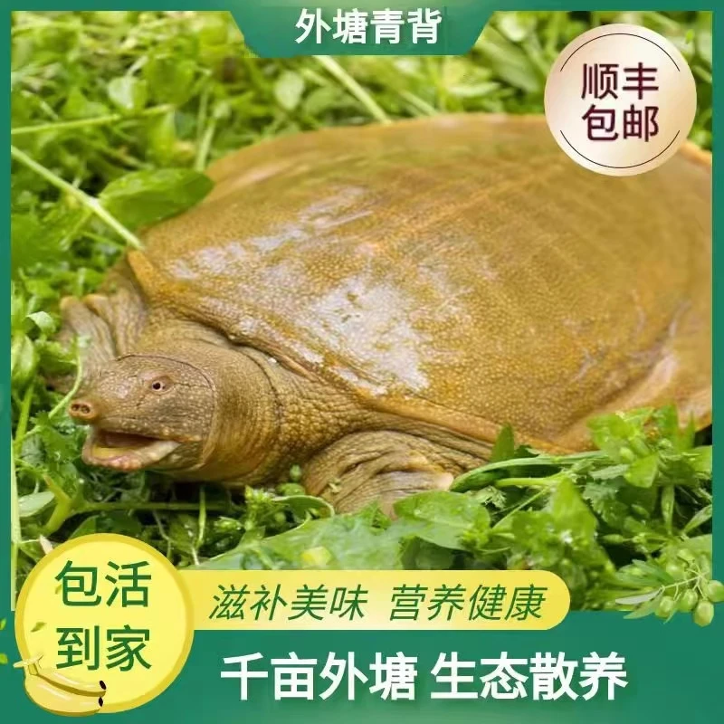 【农户直发】（1只装）单只3-3.5斤 外塘散养鲜活大甲鱼京东顺丰包邮