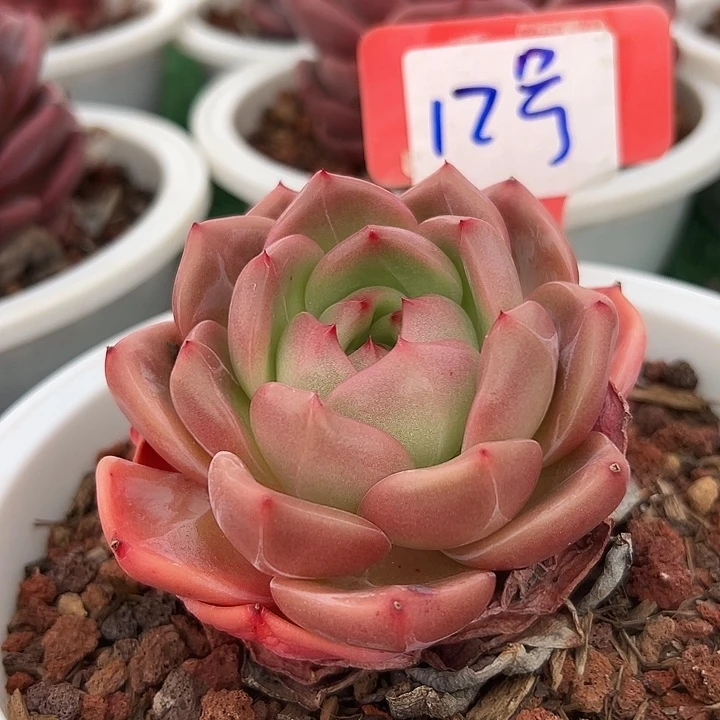 12山茶花一个脱土多肉