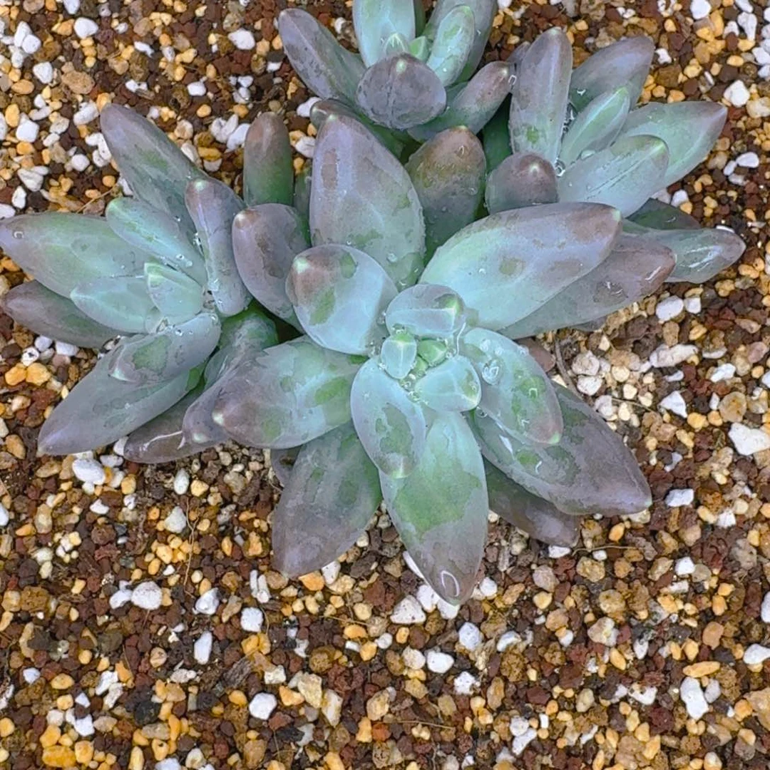 ?*～戴蒙德111111111