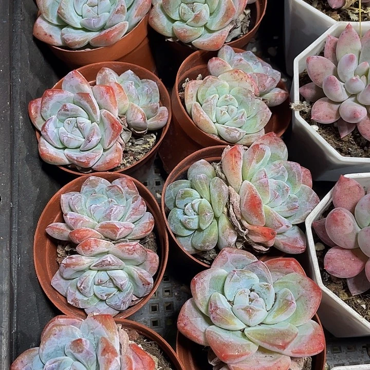 双头冰玉带盆土发货