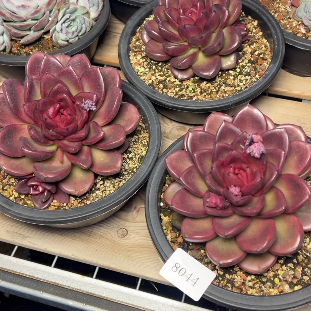 8044肉多哦多哦校长多哦