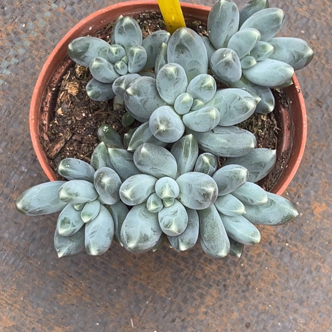 多肉植物松果美人882