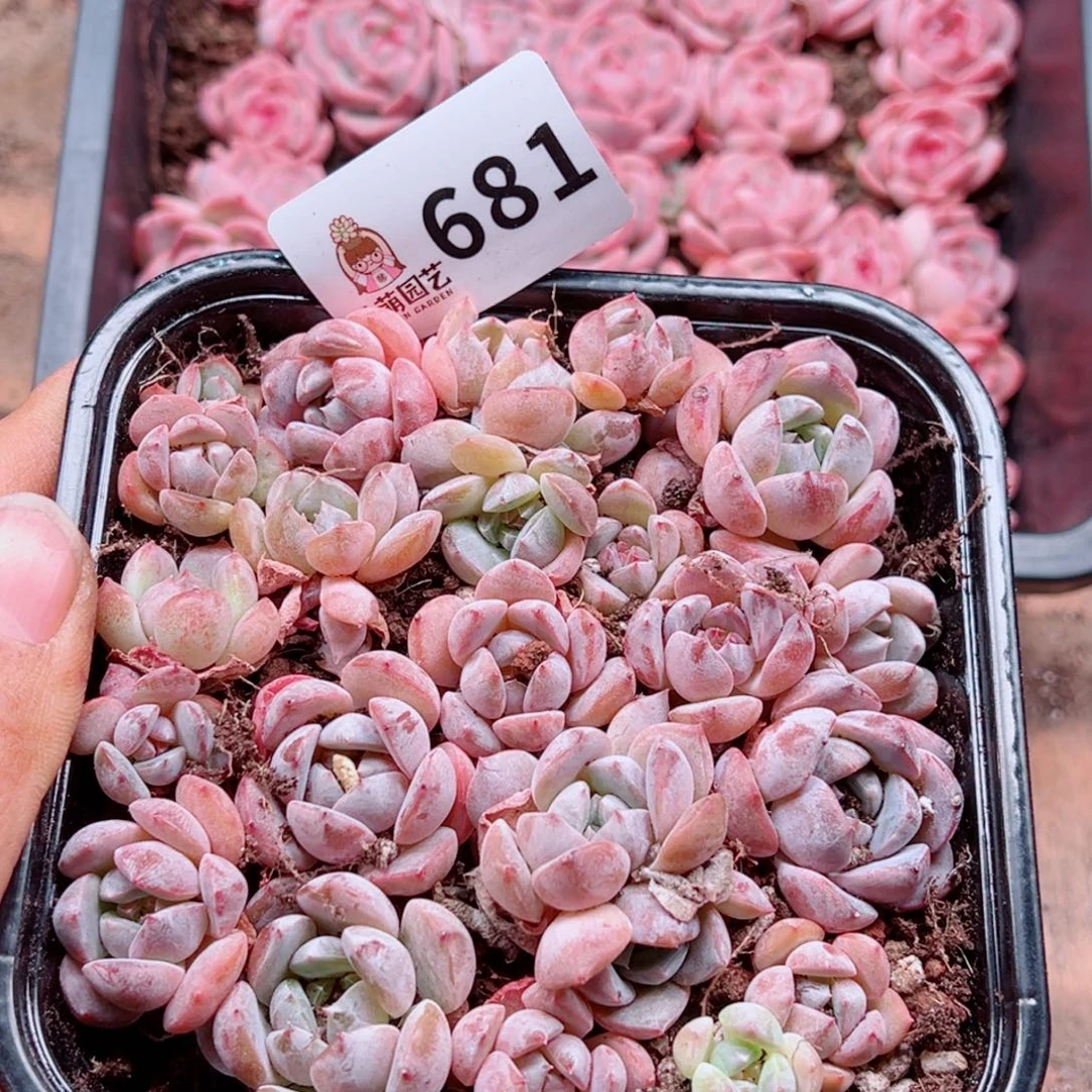 多肉植物多肉植物