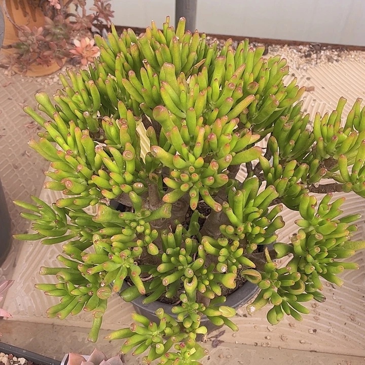 吸财树24110多肉植物