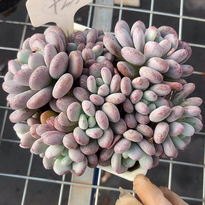 两单包邮， 一物一拍253香香雪