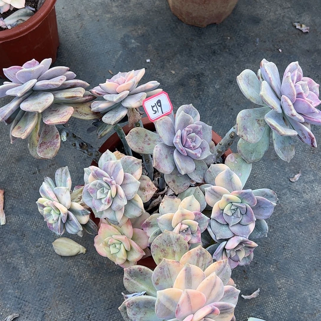 519号紫乐锦，一物一拍