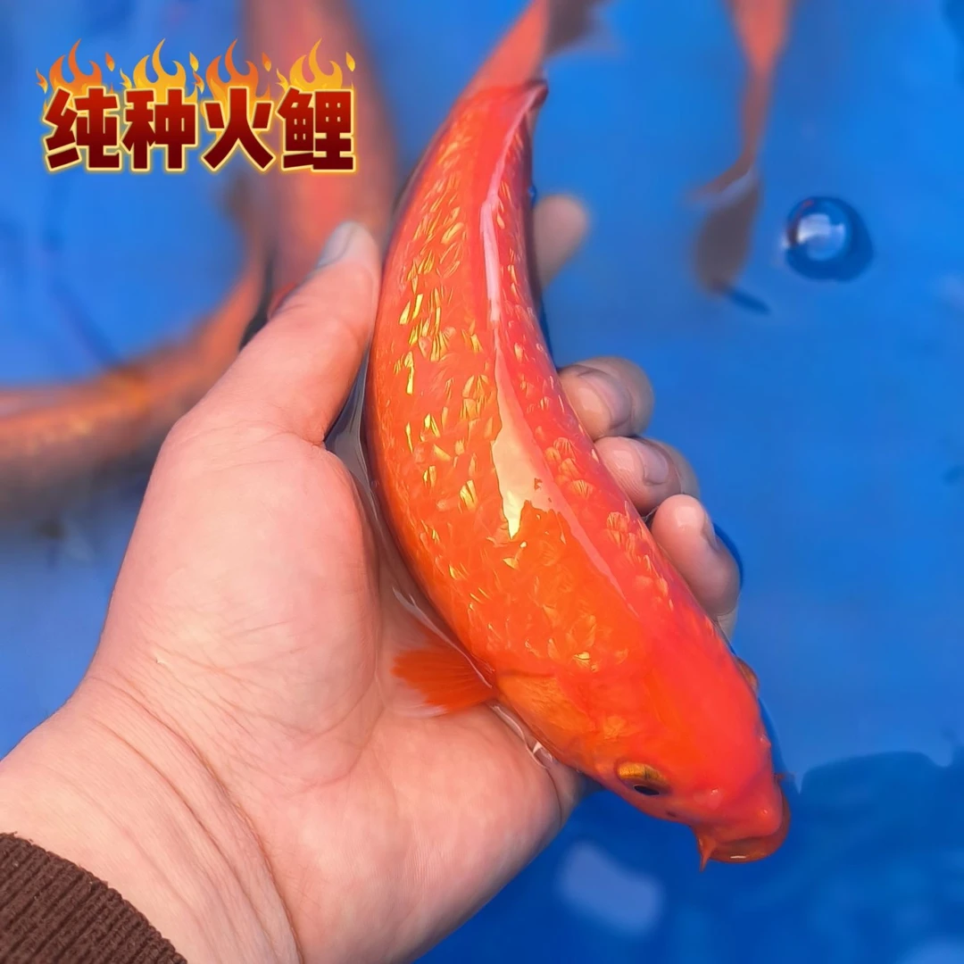 纯种火鲤闪鳞不闪鳞随机冷水大红色观赏鱼火麒麟好养火凤凰锦鲤鱼