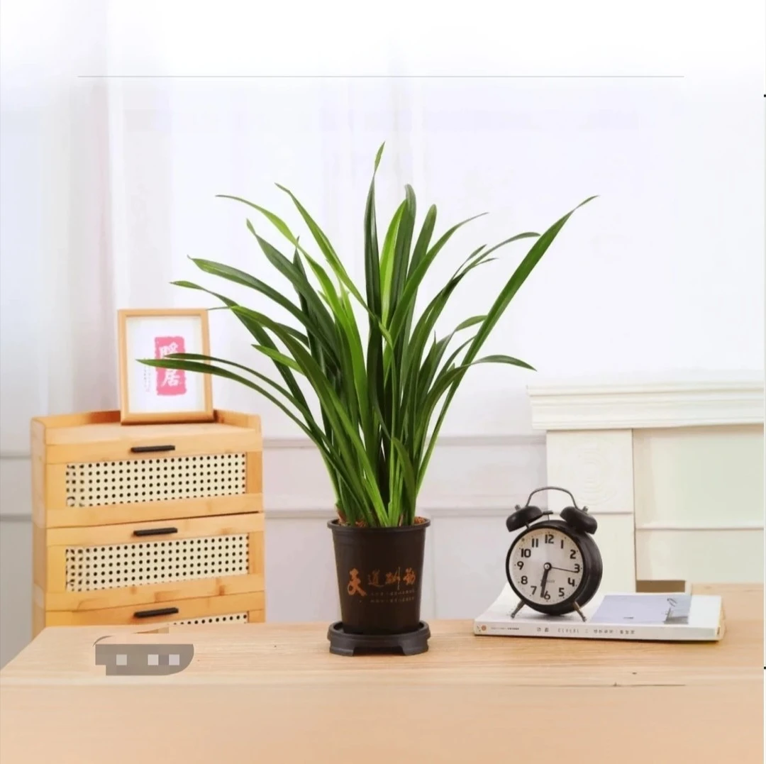 墨兰盆栽古风盆花卉室内客厅四季常青春季开花净化空气my