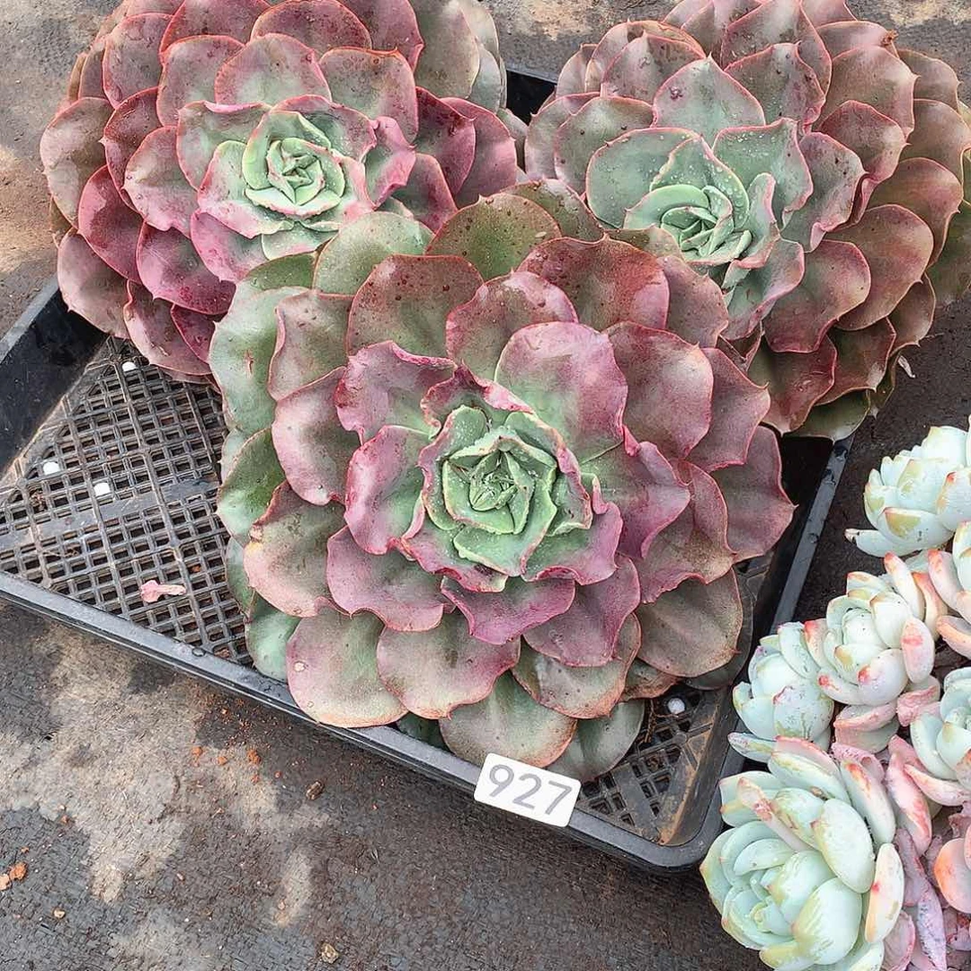 927一筐三颗蒙娜丽莎