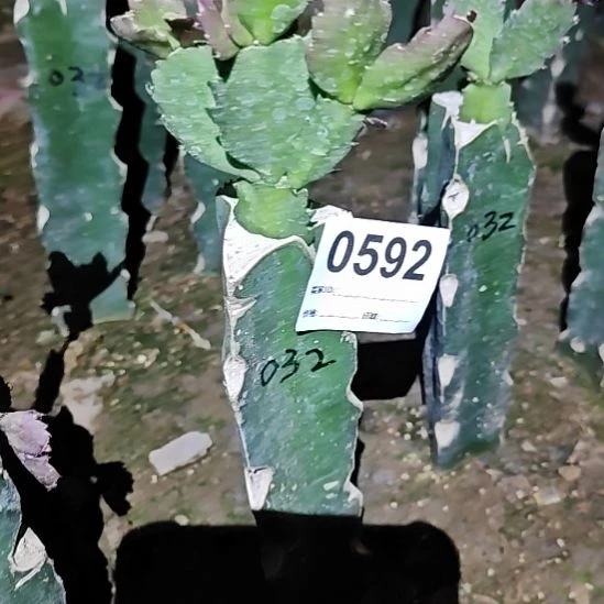 蟹爪兰032嫁接福592