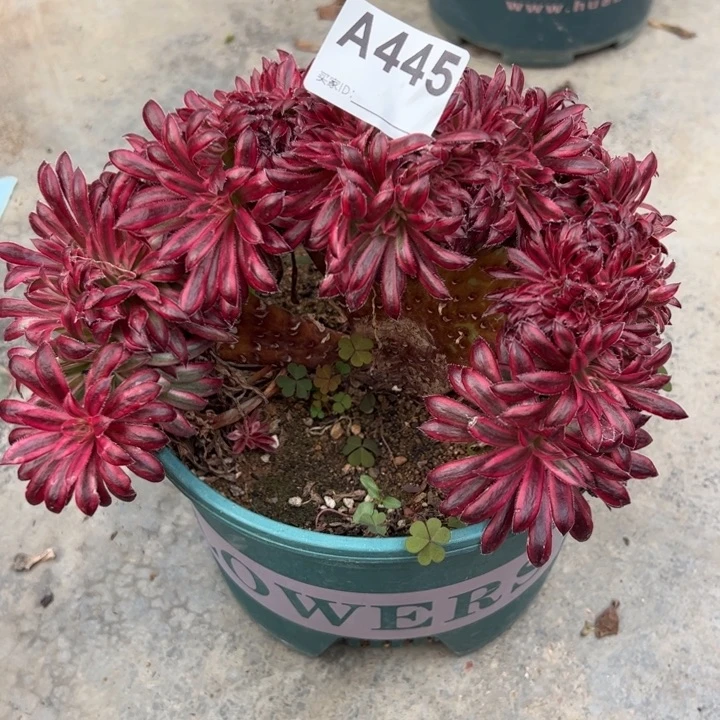 445朱雀缀20厘米左右小精品