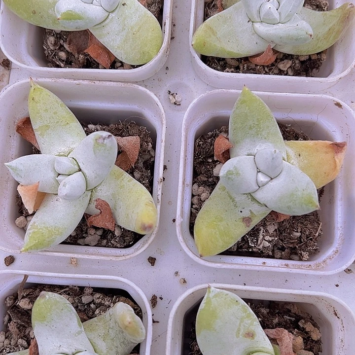 拇指19包邮多肉植物