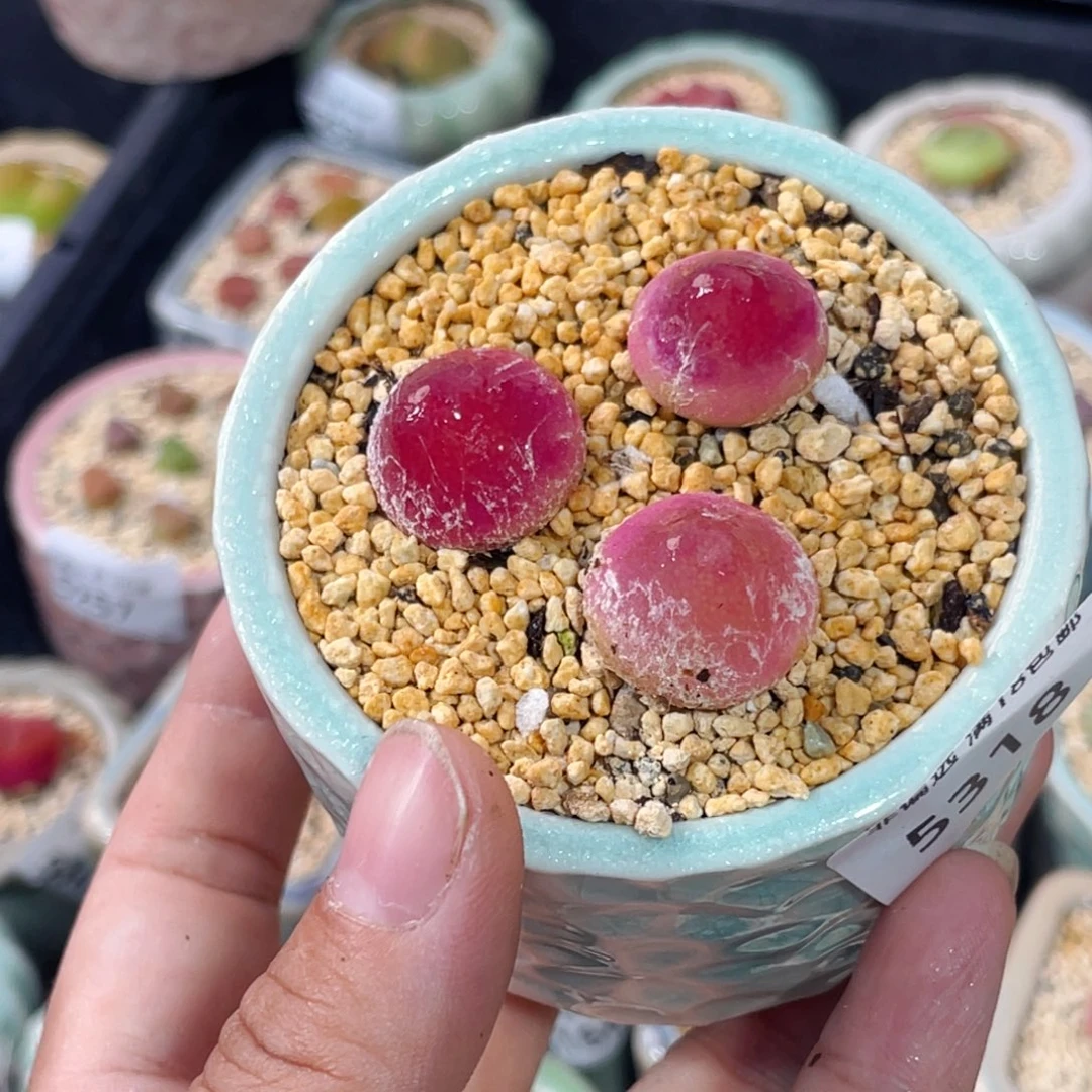 无花朵5318-一物一拍 带盆