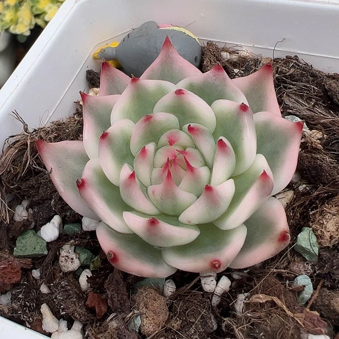 吉娃娃锦，覆轮锦