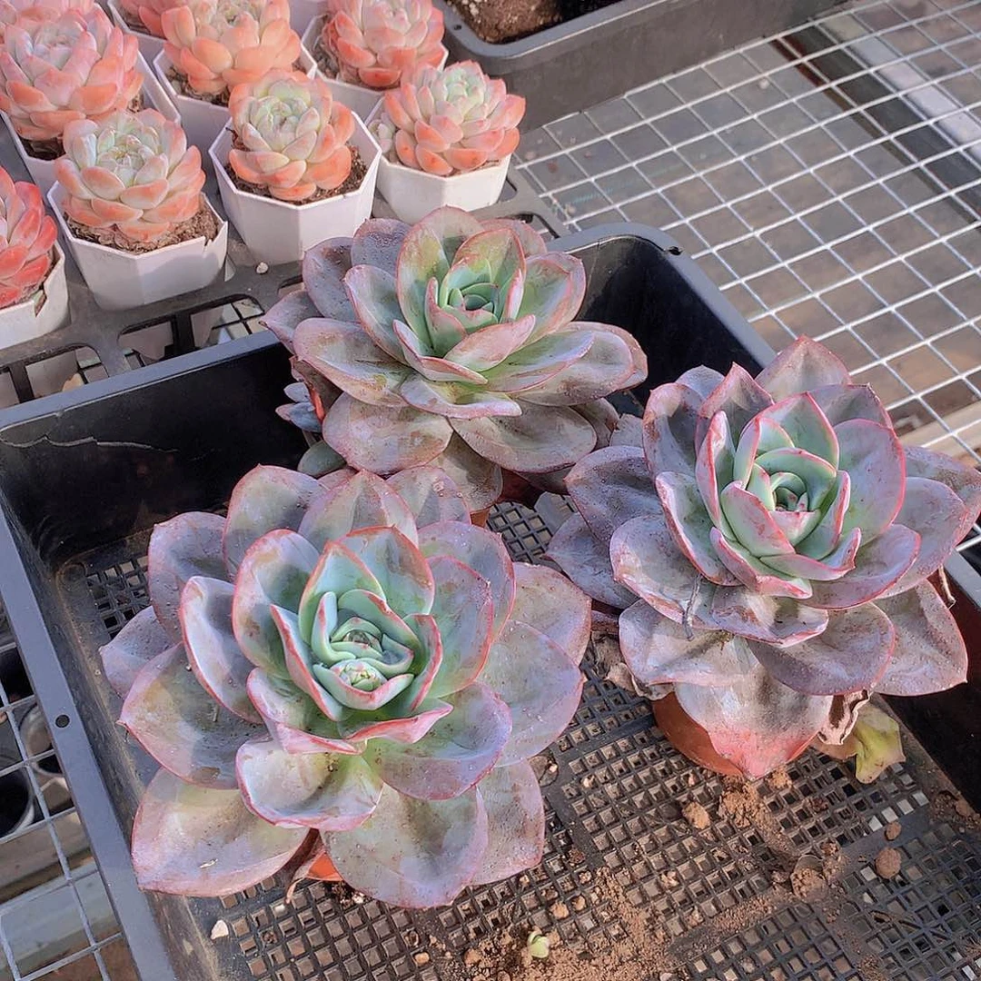 布鲁兰888888888888888