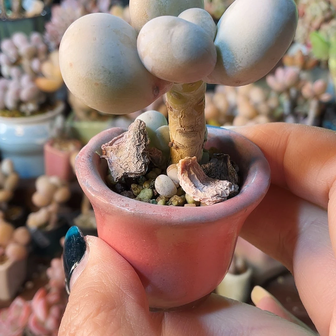 小****多肉植物的生长发育和生长