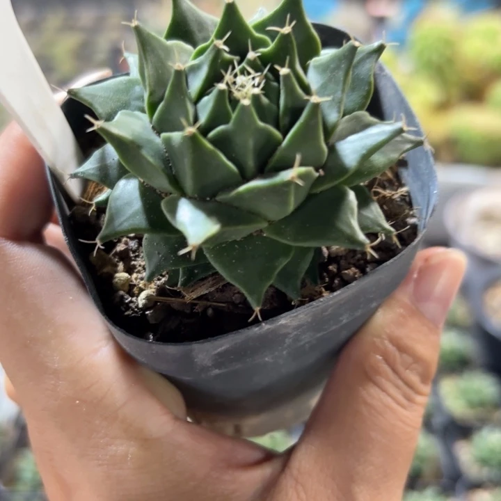 1113实生帝冠好养皮实