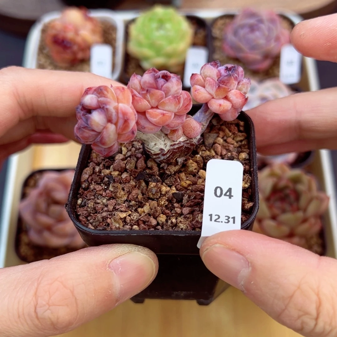 好好看04、哈哈哈哈