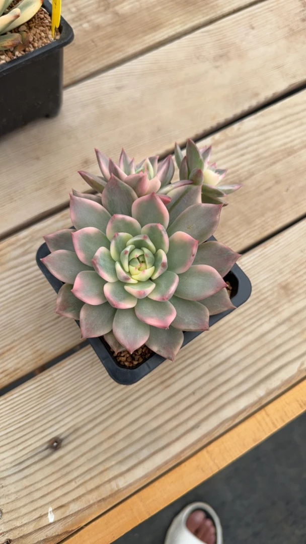 多肉植物........