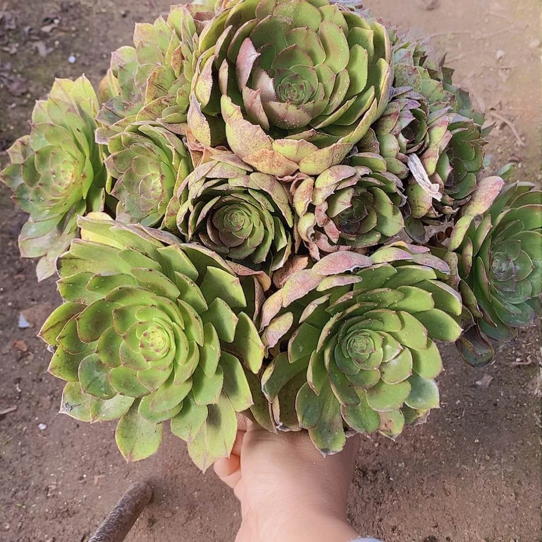 912 号一物一拍20包邮年后发货