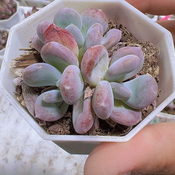 冰美人19包邮多肉植物