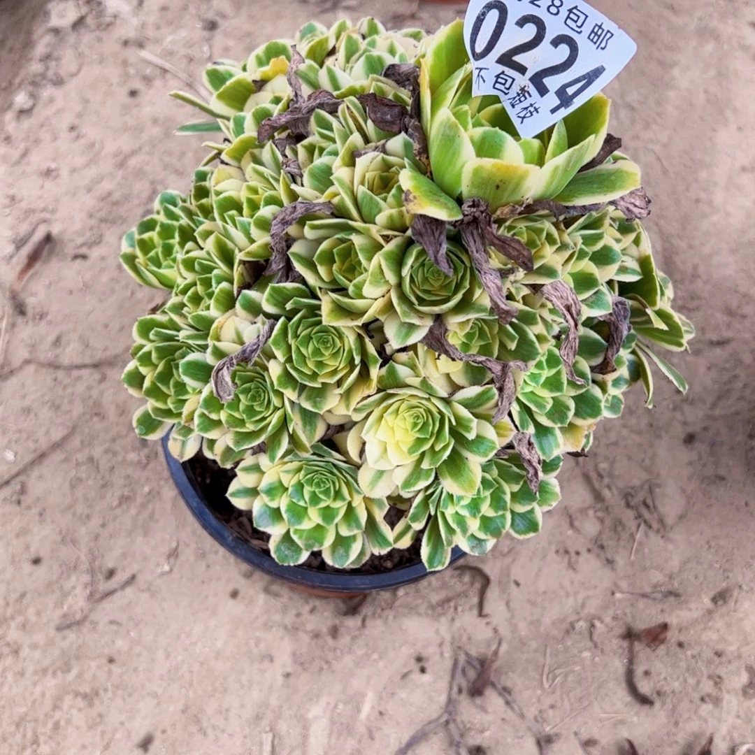 迈巴赫多肉植物0224