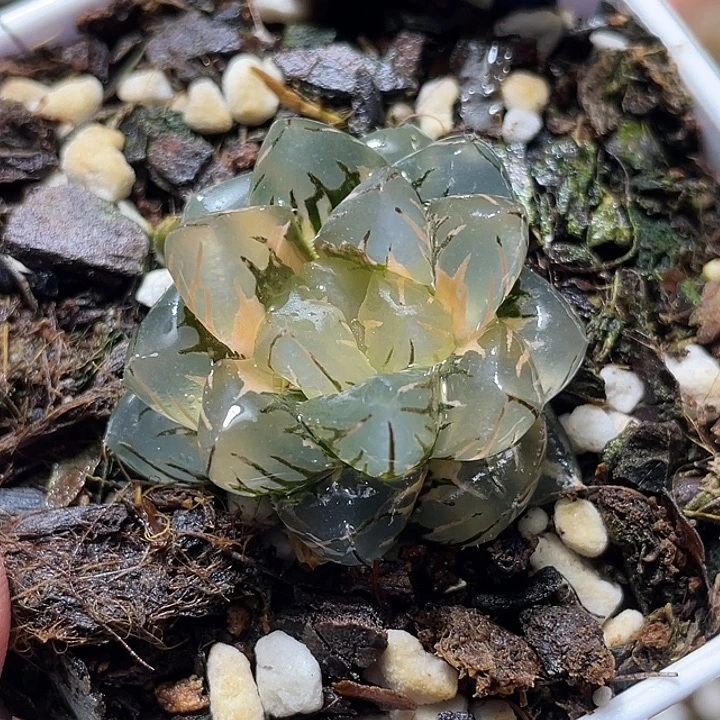 824水中月锦特选福利