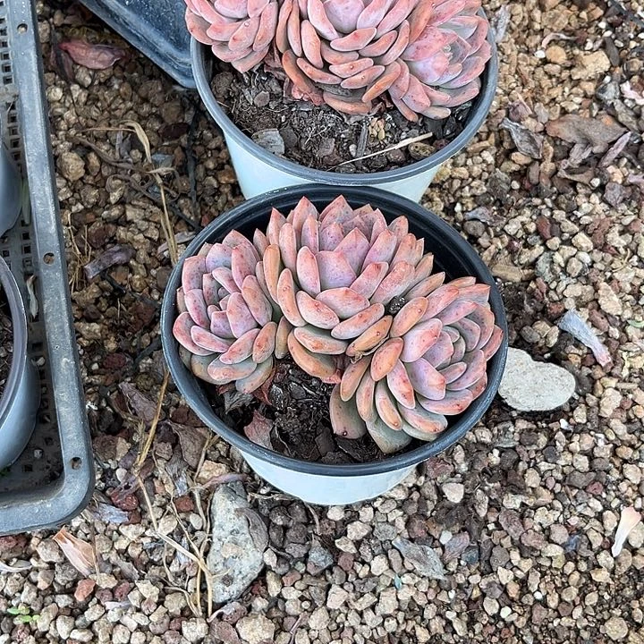 没***肺丝丽儿3677899@jkkll