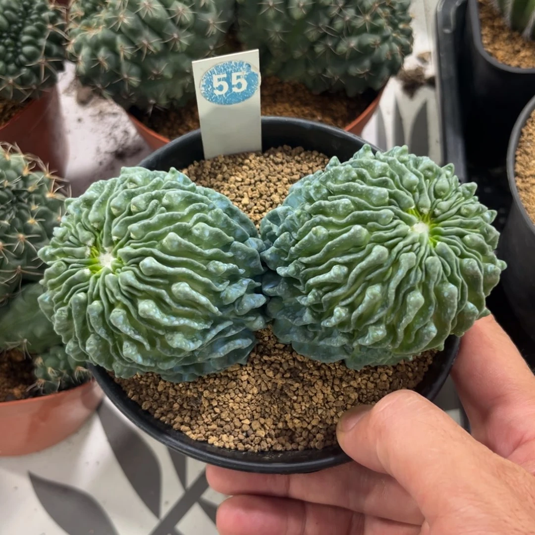 55双头蝌蚪球带盆带土