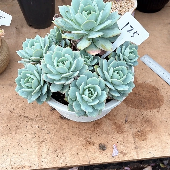 多肉植物，恋曲125号