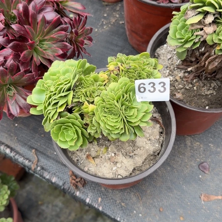 风***！多肉植物提取633个