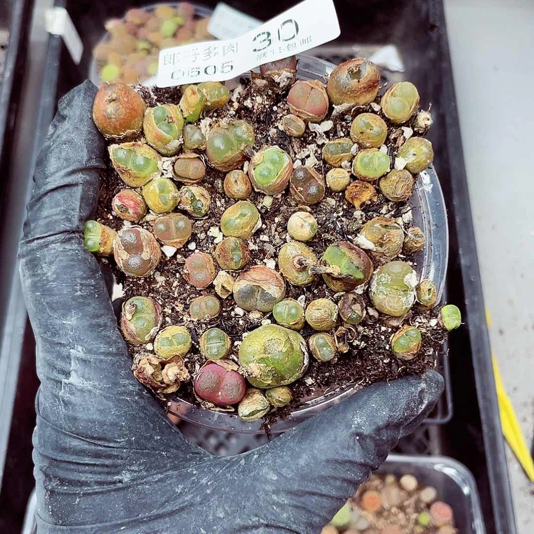 郎哥18包邮0605-30