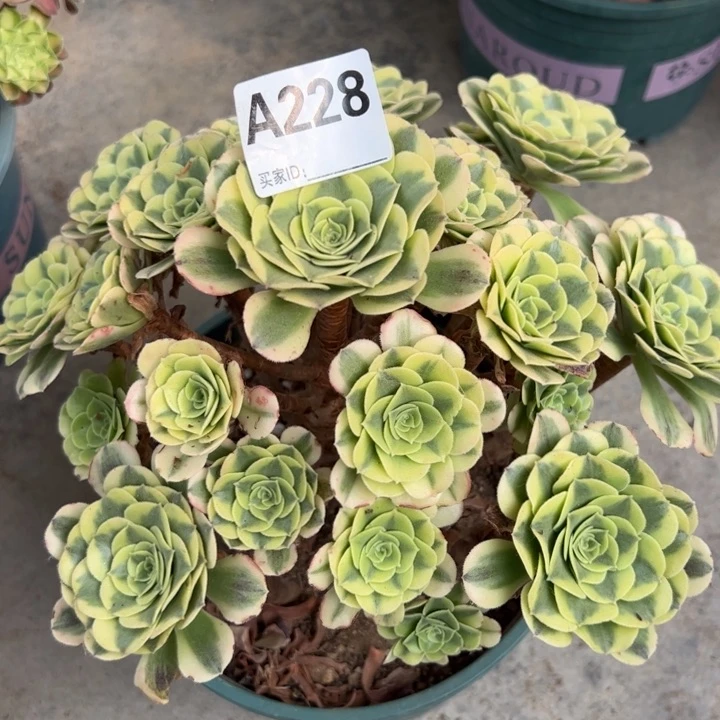 228绿豆沙25厘米左右