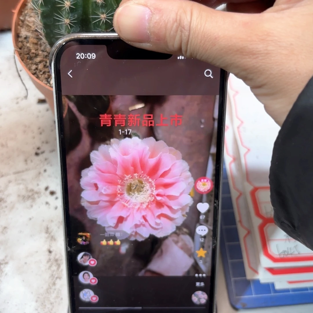 彩草1-17号6.5公分左右